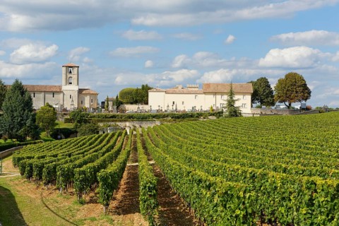 Vineyard of Chateau Canon