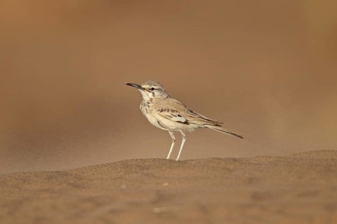 Greater Hoopoe-lark (Alaemon alaudipes) adult