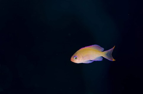 Stocky Anthias (Pseudanthias hypselosoma) female
