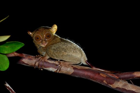 Horsfield's Tarsier (Tarsius bancanus) on branch at night