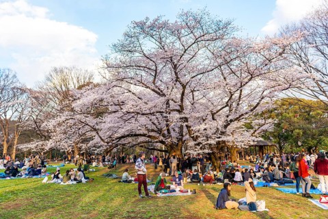 Japanese picnic under cherry blossoms in Yoyogi Park at Hanami Fest