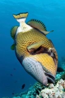 Titan Triggerfish or Giant Triggerfish (Balistoides viridescens) feeding