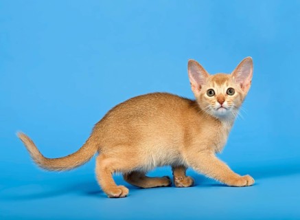 Abyssinian kitten