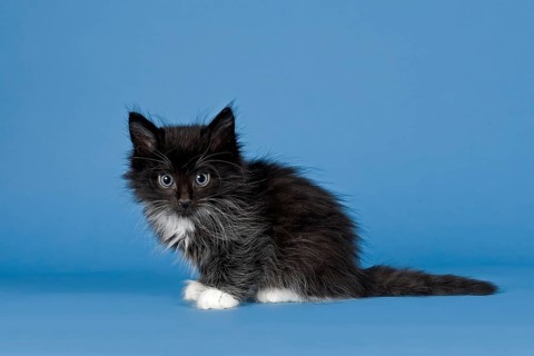 Norwegian Forest kitten
