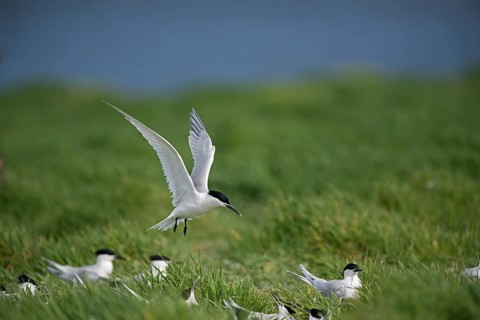 Sandwich Terns (Thalasseus sandvicensis) colony