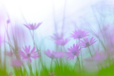Pink flowers of Broad Leaved Anemones (Anemone hortensis) in a meadow