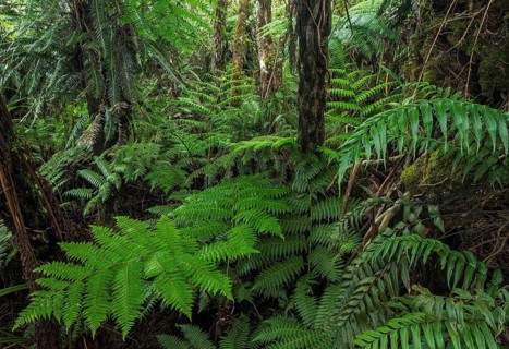 Giant ferns in dense rainforest