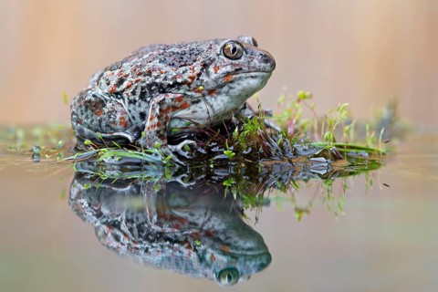 Spadefoot (Pelobates fuscus)