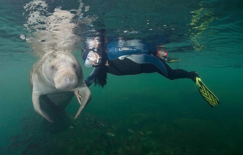 Snorkeler with a West Indian Manatee (Trichechus manatus)