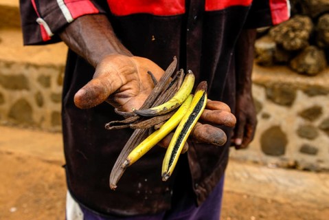 Hand holdung Vanilla pods (Vanilla planifolia)