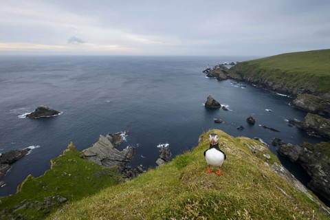 Atlantic Puffin (Fratercula arctica) adult