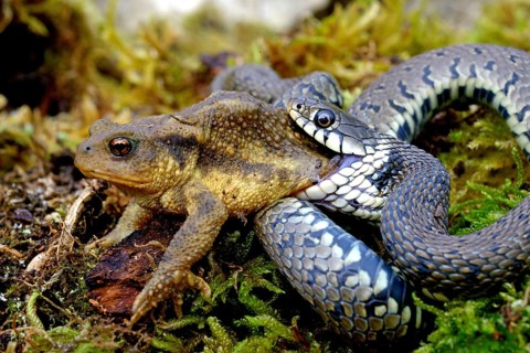 Barred grass snake (Natrix helvetica)