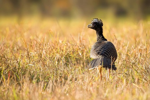 Bare-faced Curassow (Crax fasciolata)