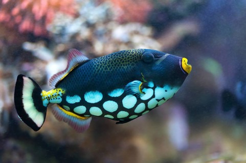 Clown Triggerfish