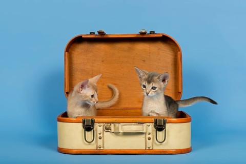 Two Abyssinian kittens