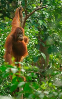 Bornean Orangutan (Pongo pygmaeus)