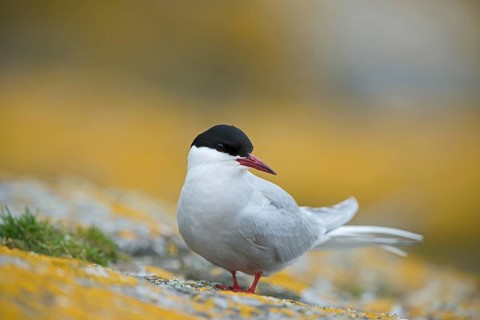 Arctic Tern (Sterna paradisaea)