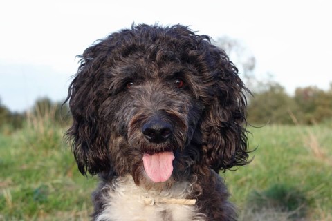Aussiedoodle
