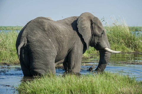African Elephant (Loxodonta africana)