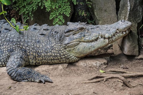 Saltwater Crocodile (Crocodylus porosus)