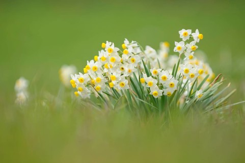 Paperwhites (Narcissus tazetta)