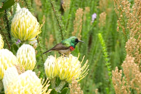 Southern double-collared sunbird (Cinnyris chalybeus)