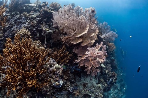 Gorgonian Coral (Annella reticulata)