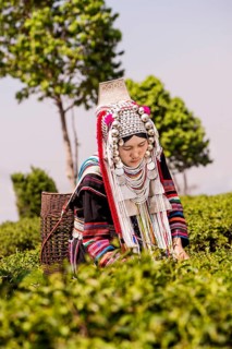 Akha hill tribe woman picking tea