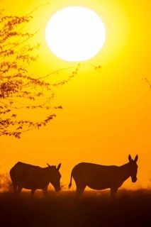Onager (Equus hemionus)