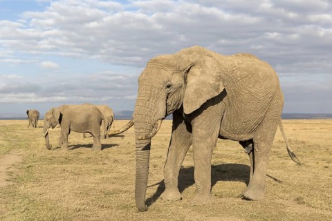 African Elephants (Loxodonta africana) four adults
