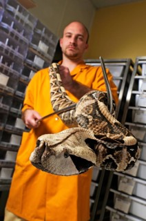 West gabon viper (Bitis rhinoceros)
