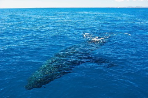 Humpback Whale (Megaptera novaeangliae)
