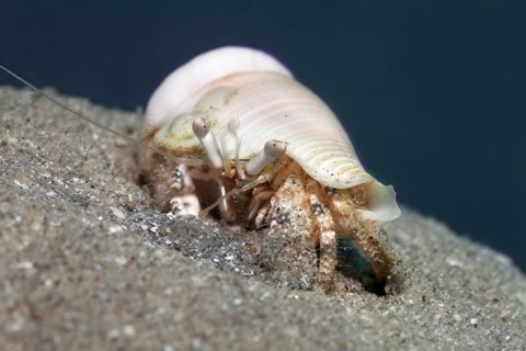 Hermit Crab (Dardanus sp.) on sandy ground