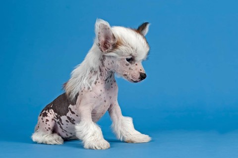 Chinese Crested Dog