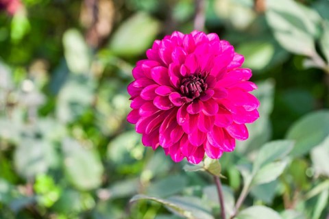The blossom of a Dahlia 'Purple Flame'