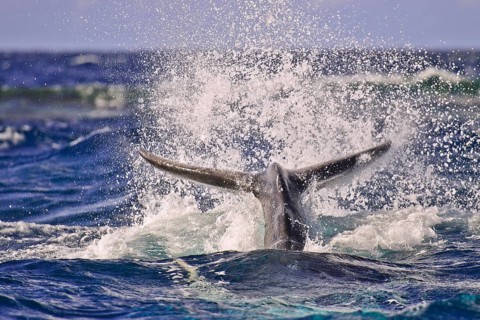 Humpback Whale (Megaptera novaeangliae)
