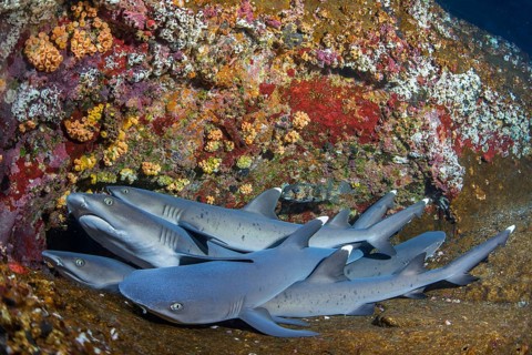 Whitetip Reef Sharks (Triaenodon obesus) at their resting place