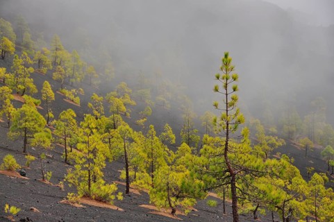 Canary Island Pines (Pinus canariensis)