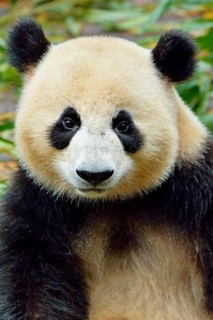Giant Panda (Ailuropoda melanoleuca)