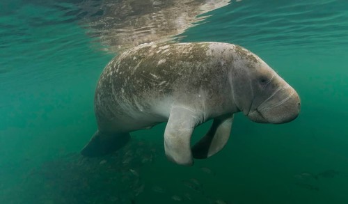 West Indian Manatee (Trichechus manatus)