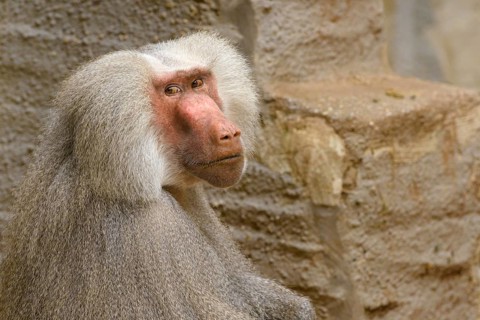 Hamadryas Baboon (Papio hamadryas)