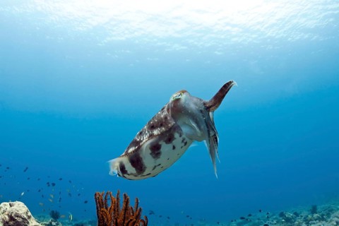 Broadclub cuttlefish (Sepia latimanus)