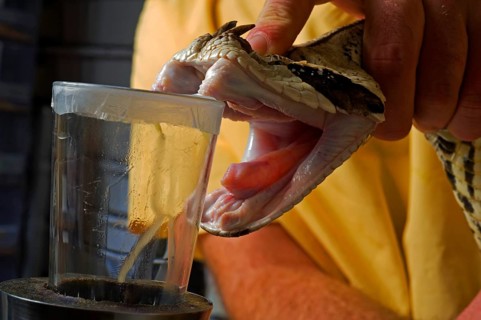 West african gaboon viper (Bitis rhinoceros)