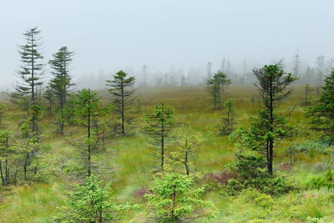 Bodebruch Moor