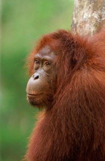 Bornean Orangutan (Pongo pygmaeus)