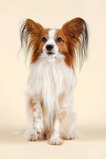 Papillon dog