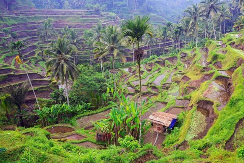Rice terraces near Tegallalang