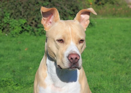 American Pit Bull Terrier