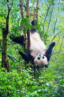 Giant Panda (Ailuropoda melanoleuca) hanging in a tree