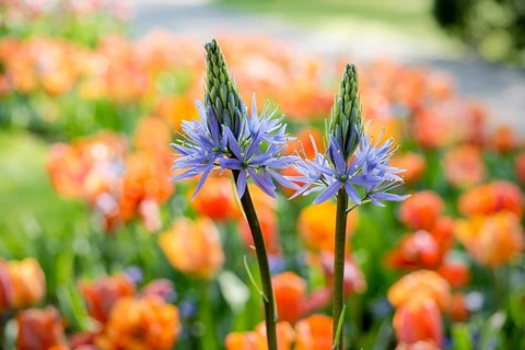 Great camas (Camassia leichtlinii)